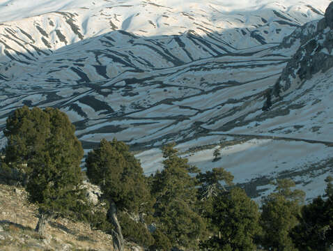 صورة عرعر متعالي