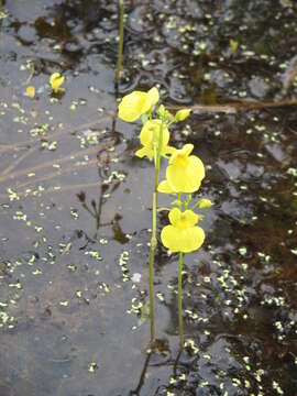 Image de Utricularia aurea Lour.