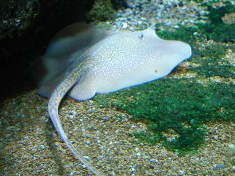 Image of Longnose Marbled Stingray