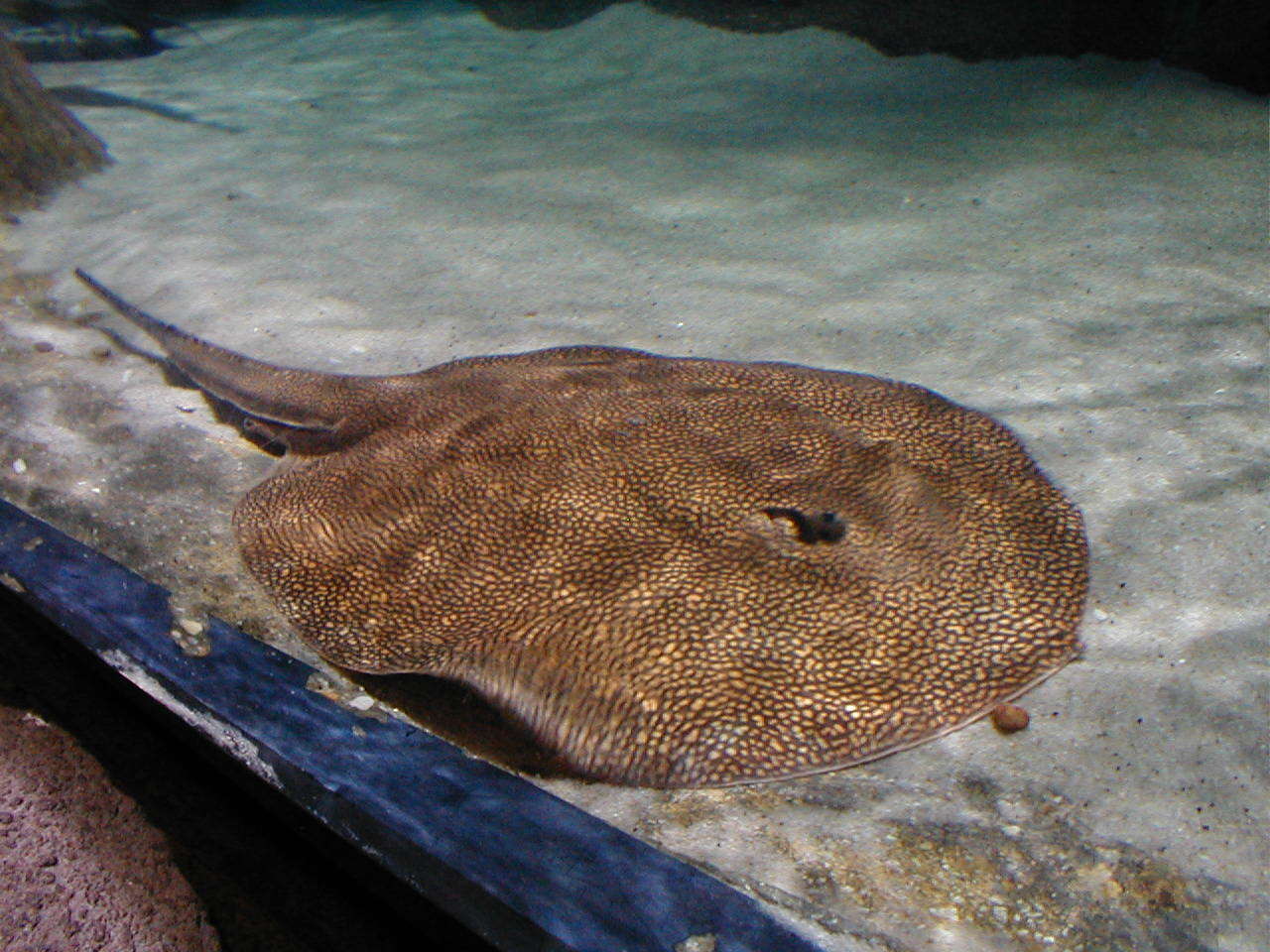 Image of Largespot River Stingray