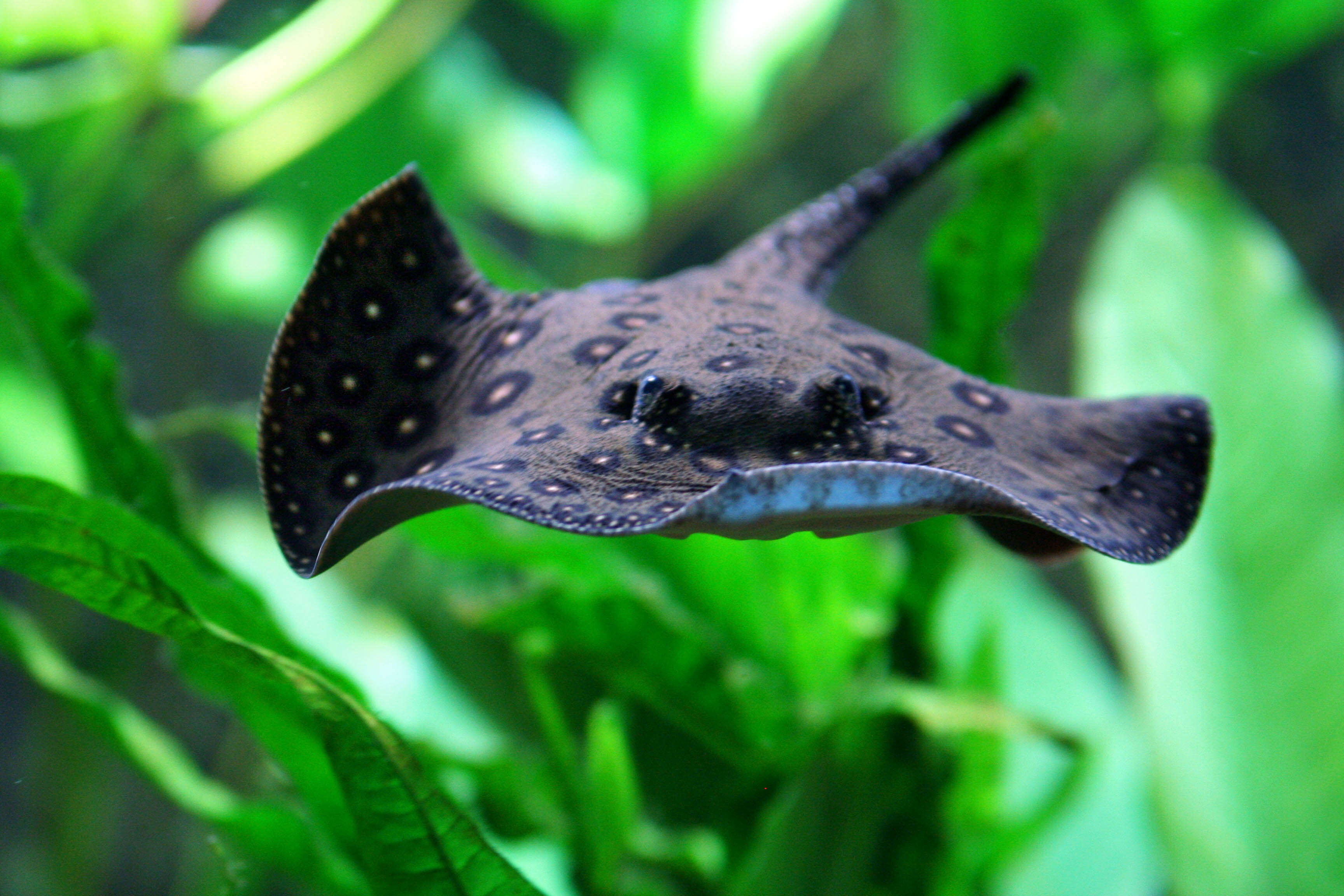 Image of Ocellate River Stingray