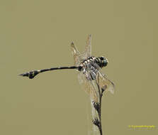 صورة Ictinogomphus rapax (Rambur 1842)