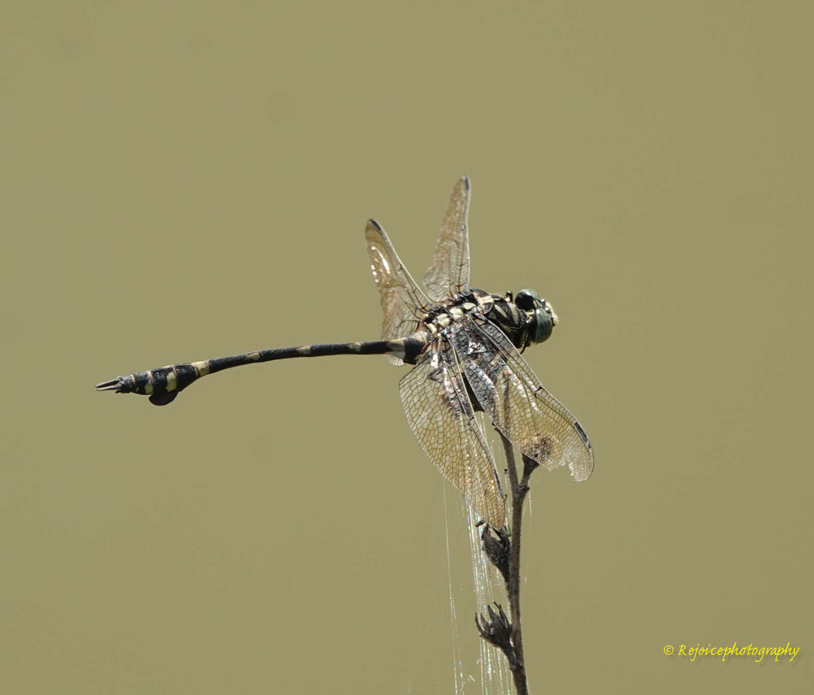 Imagem de Ictinogomphus rapax (Rambur 1842)