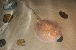 Image of river stingrays