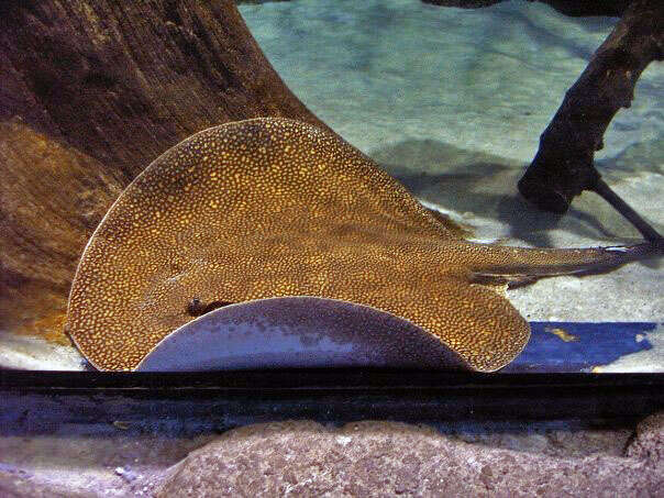 Image of Largespot River Stingray