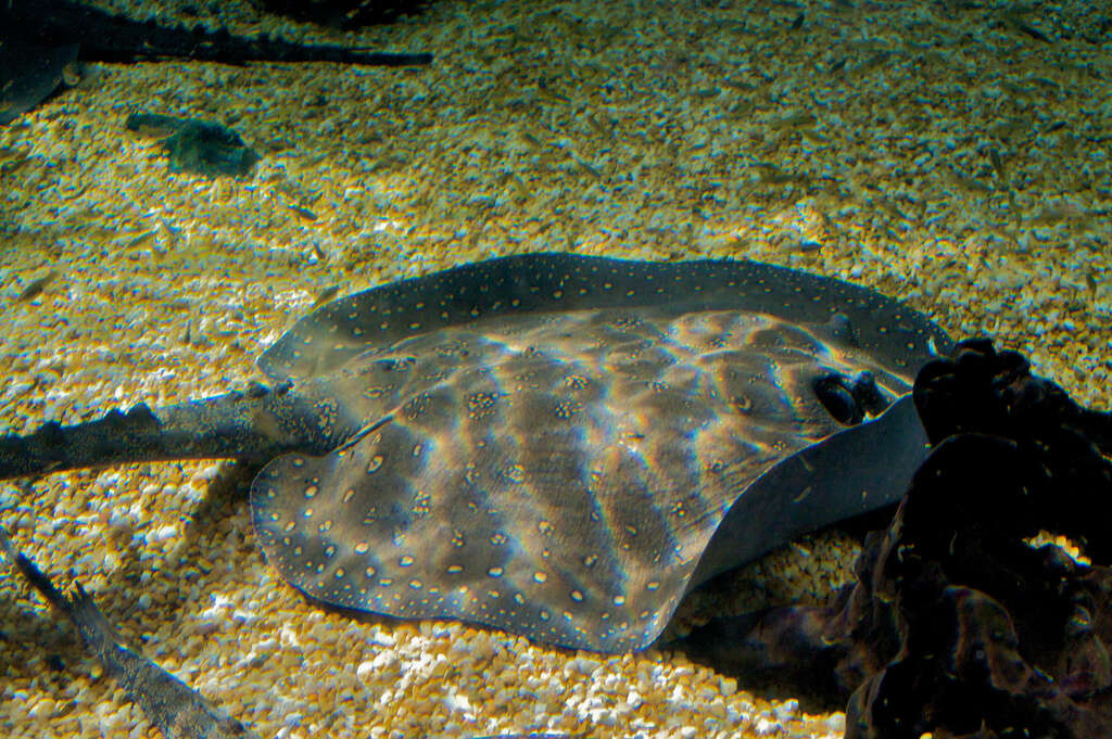 Image of Largespot River Stingray