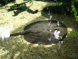 Image of Anglespot river stingray