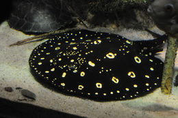 Image of Bigtooth River Stingray