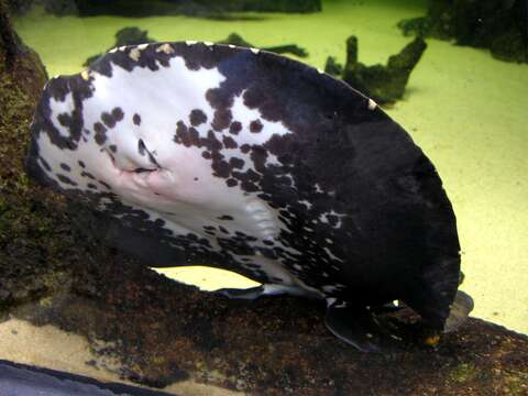 Image of Bigtooth River Stingray