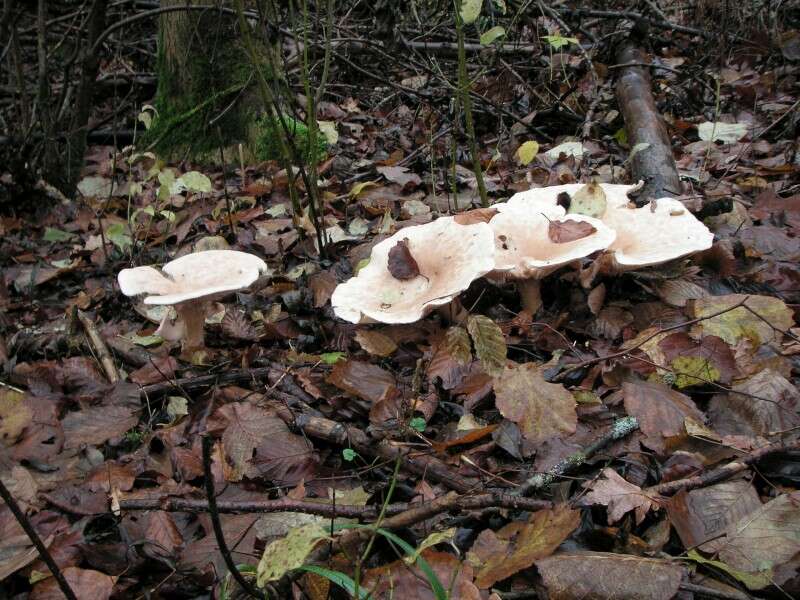 Image de Clitocybe géotrope