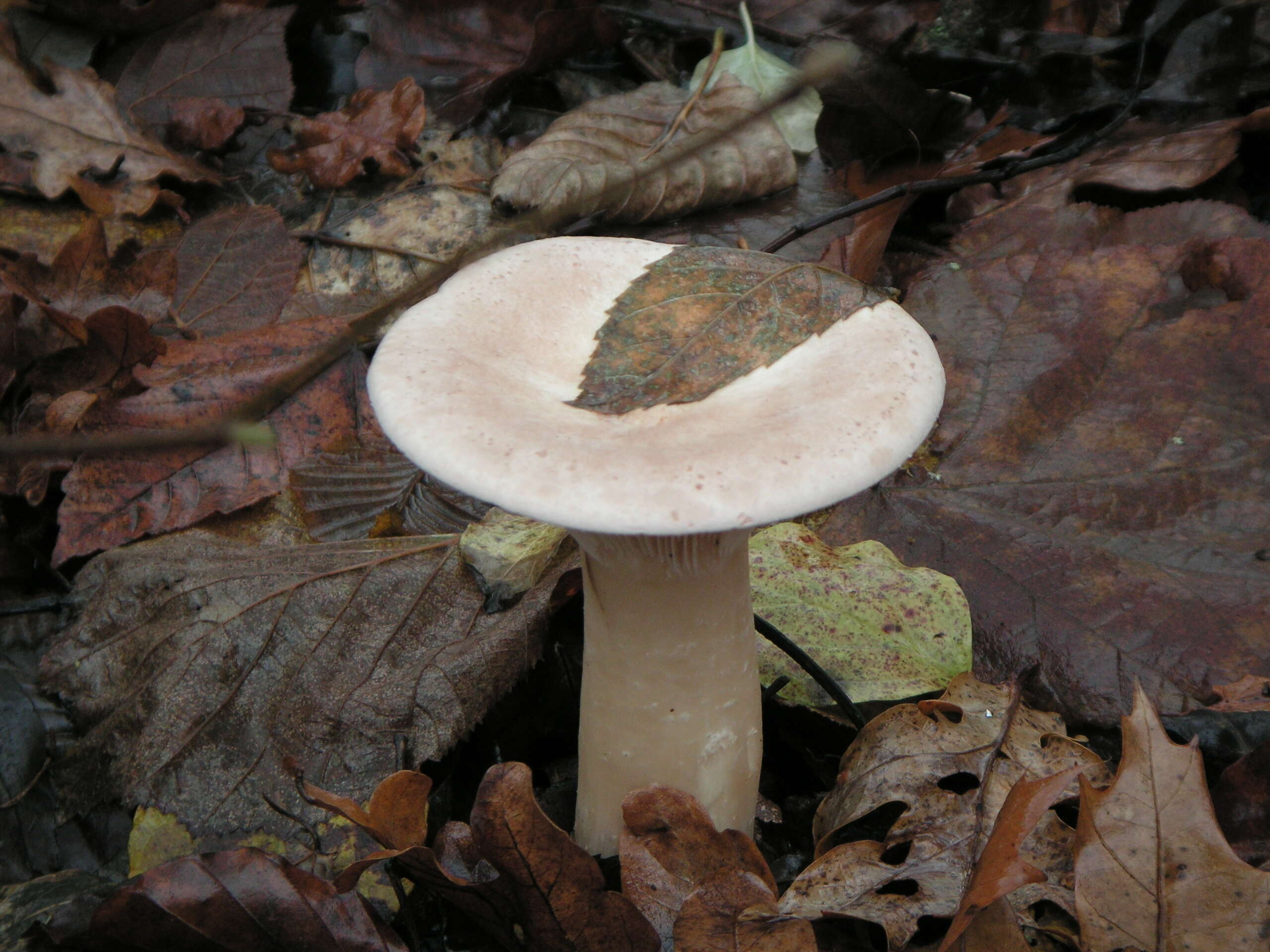 Image de Clitocybe géotrope