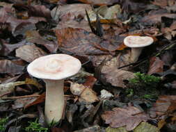 Image de Clitocybe géotrope