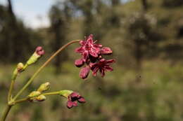 Image of red buckwheat