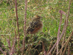 Image of Rufous-naped Lark