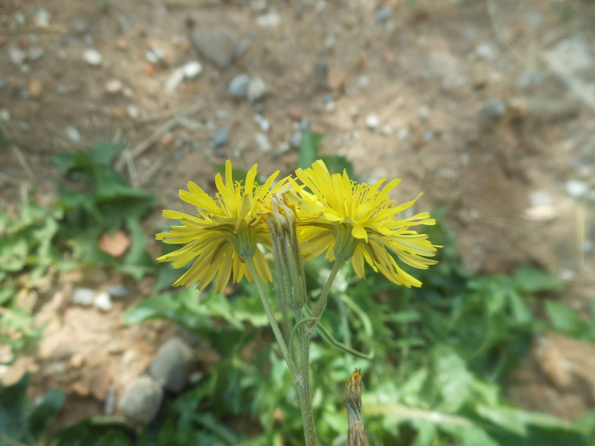 Image of Italian hawksbeard