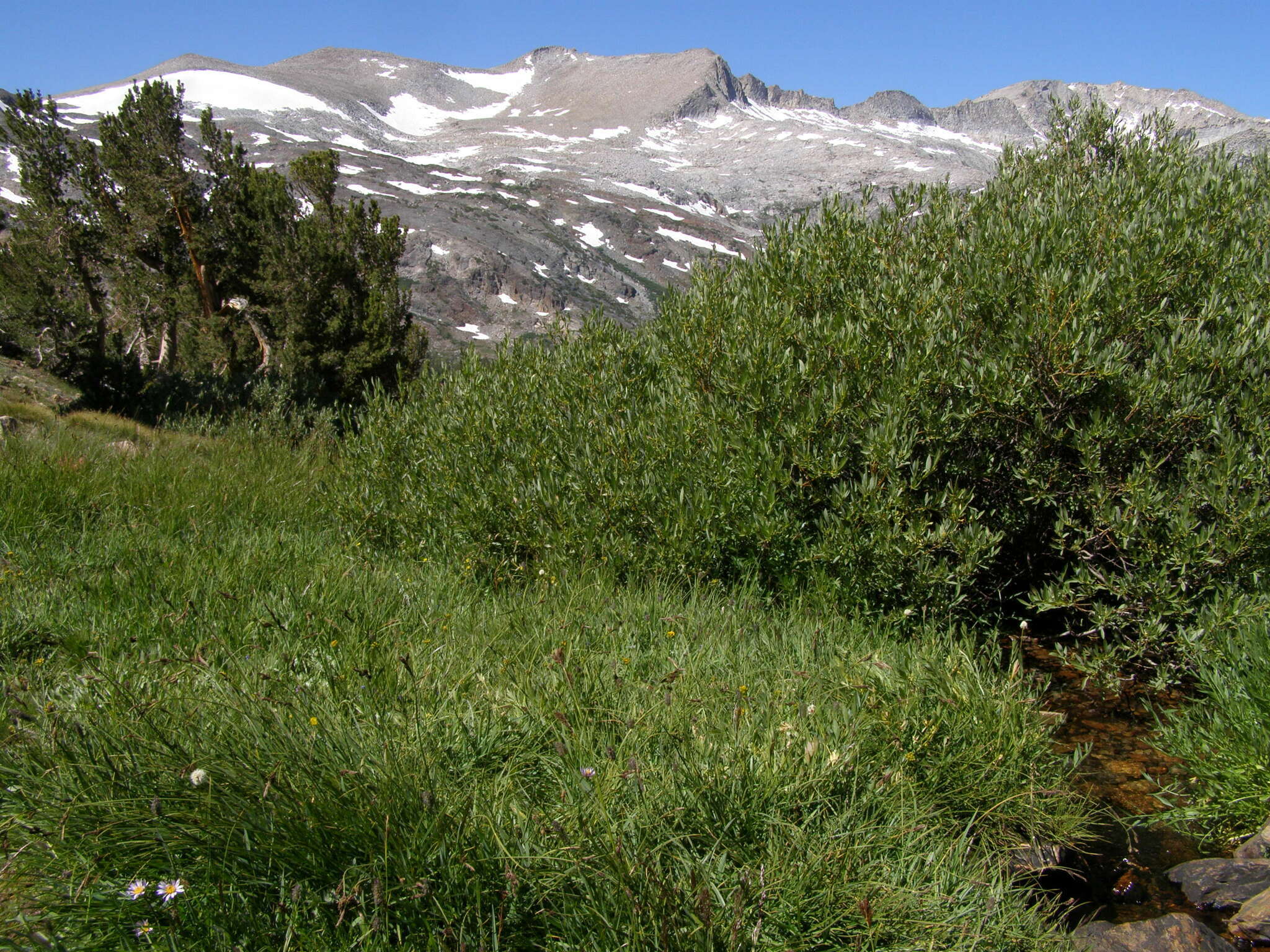 Image of Cleft Sedge