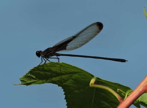 Image of Smoky Rubyspot