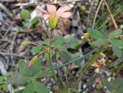 Imagem de Oxalis stenorrhyncha Salter