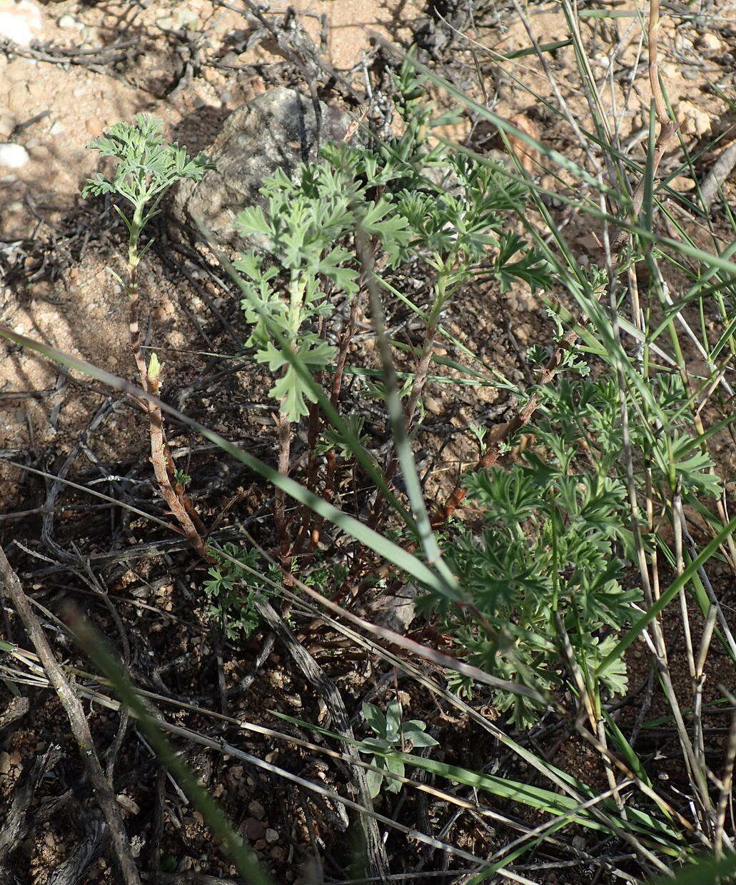 Image of Pelargonium exhibens P. Vorster