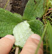 Image of Helichrysum nudifolium var. pilosellum (L. fil.) H. Beentje