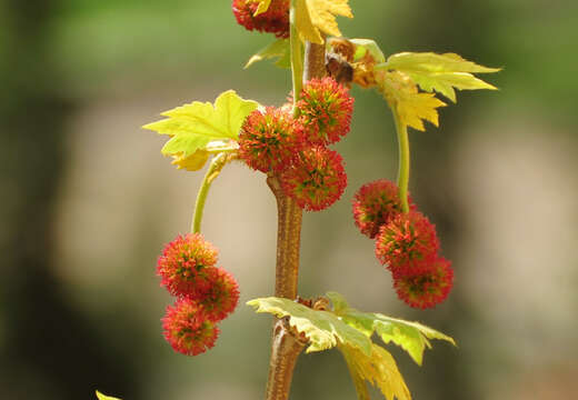 Plancia ëd Platanus orientalis L.