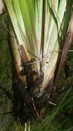 Image of Coastal-Plain Yellow-Eyed-Grass