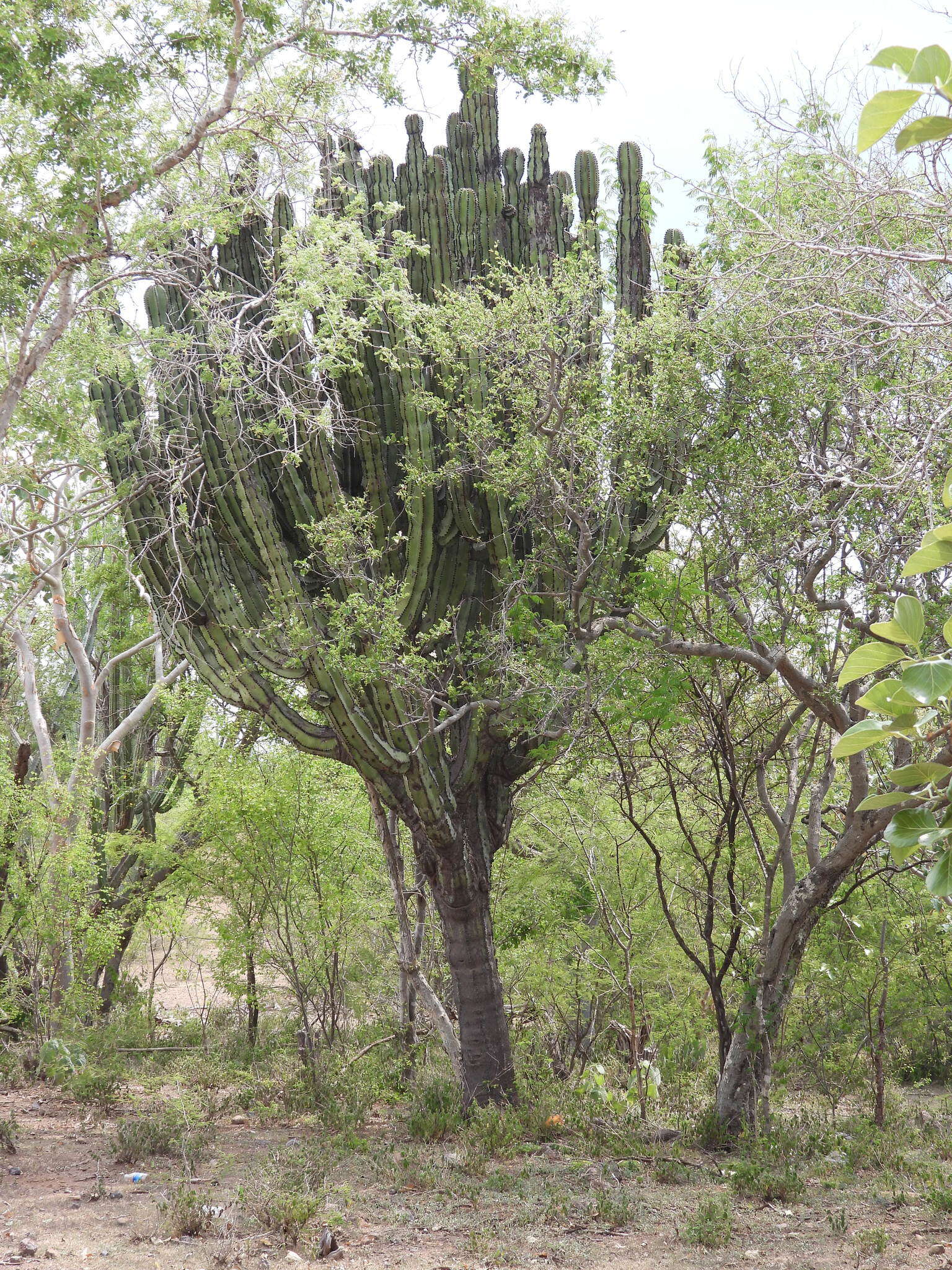 صورة Stenocereus chrysocarpus Sánchez-Mej.