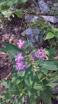 Image of Vernonia greggii A. Gray