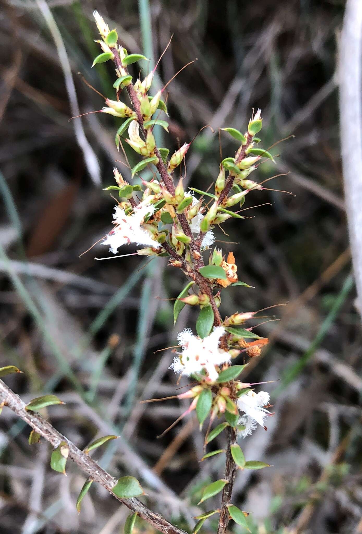 Image of Styphelia exarrhena (F. Muell.) F. Muell.