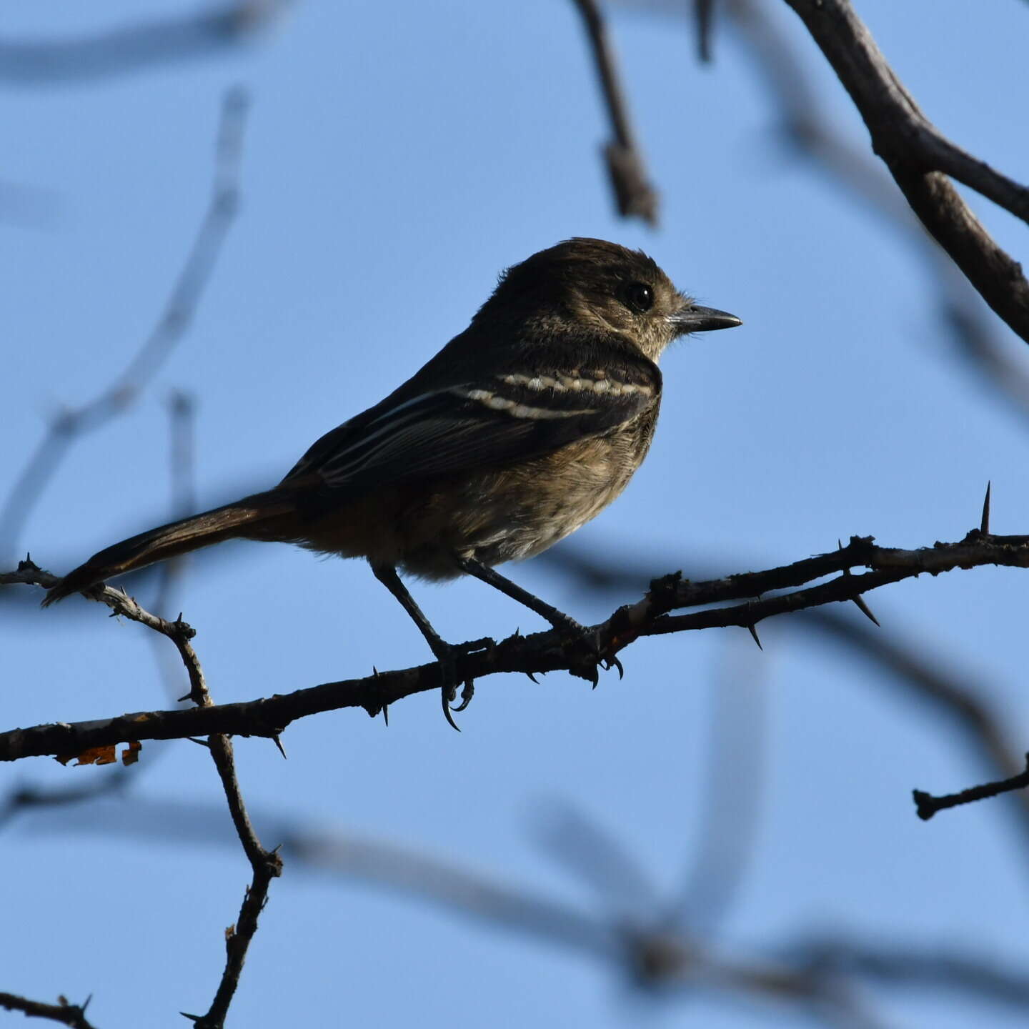 Image of White-winged Black Tyrant