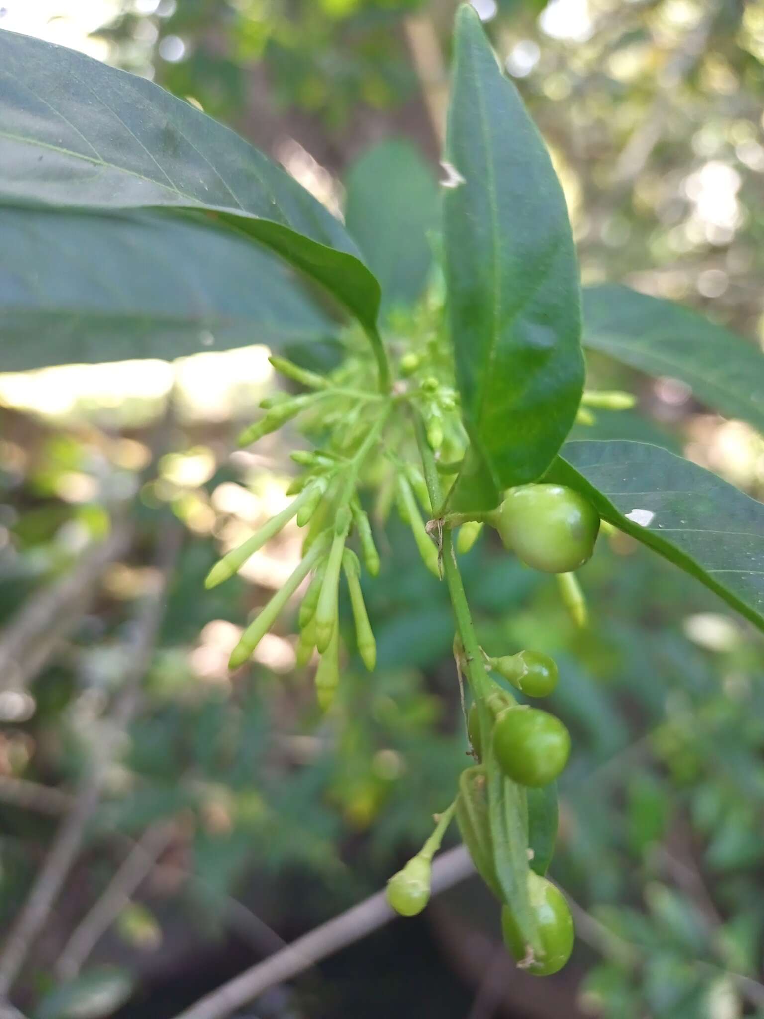 Plancia ëd Cestrum racemosum Ruiz & Pav.