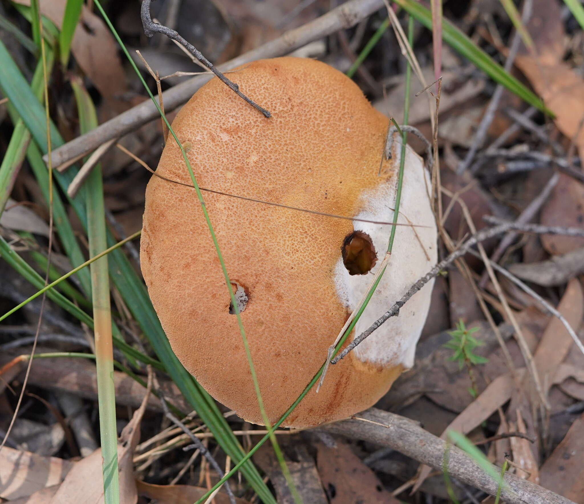 Image of Austroboletus lacunosus (Kuntze) T. W. May & A. E. Wood 1995