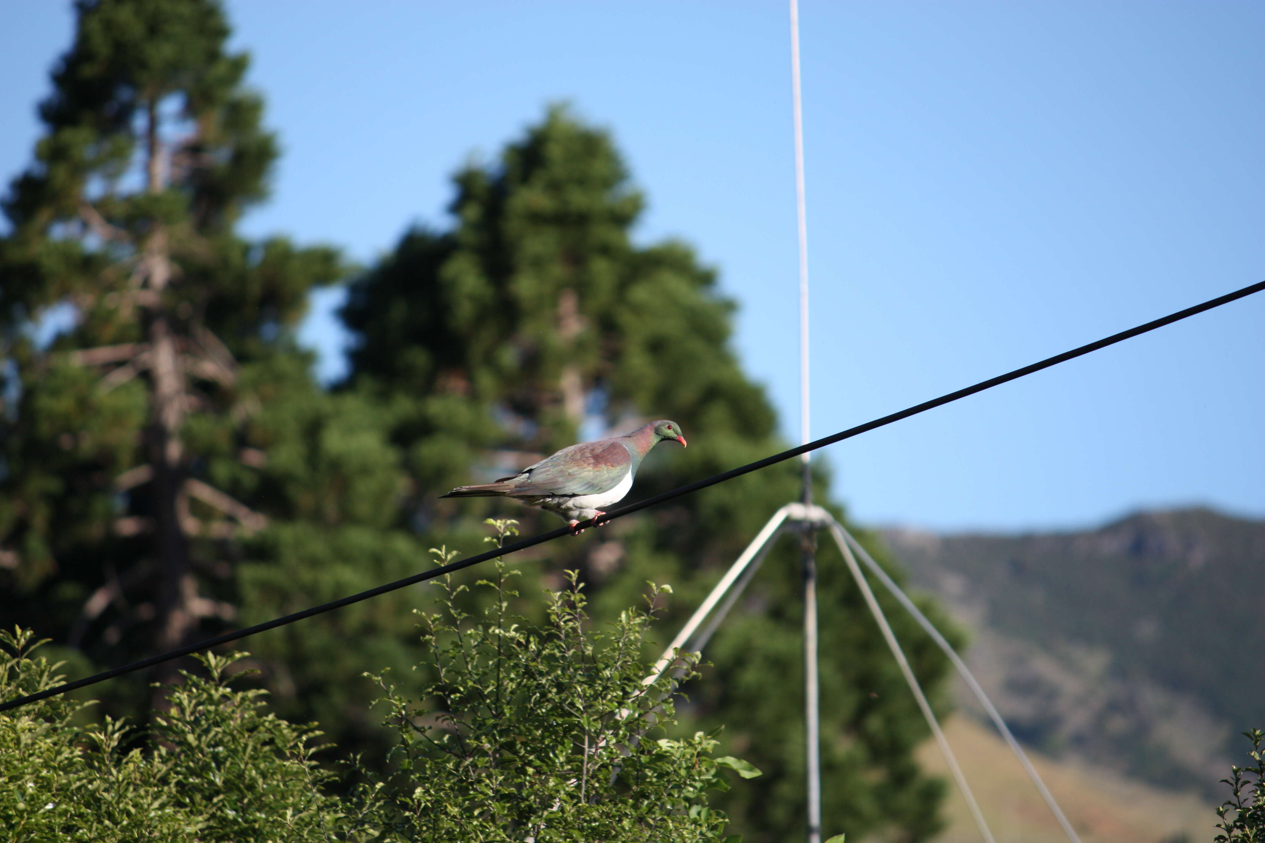 Image of Kererū