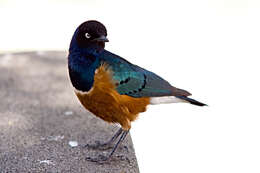 Image of Superb Starling