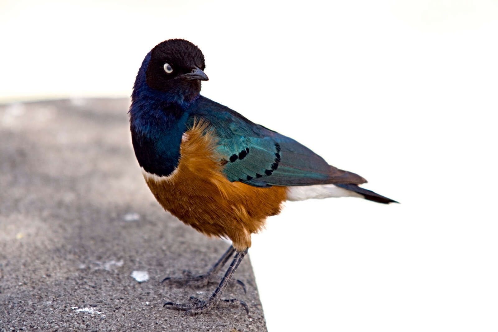 Image of Superb Starling