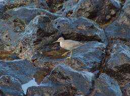 Imagem de Colobocentrotus subgen. Podophora L. Agassiz 1840