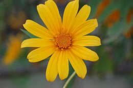 Image de Tournesol mexicain