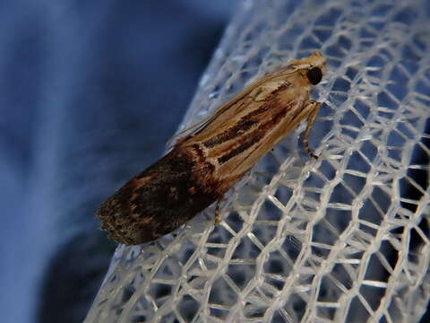 Image of Nephopterix bicolorella Leech 1889