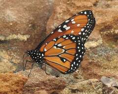 صورة <i>Danaus <i>gilippus</i></i> gilippus