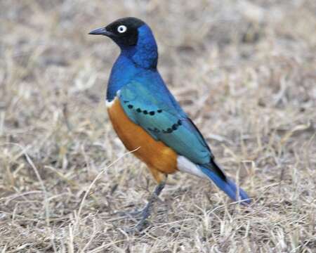 Image of Superb Starling