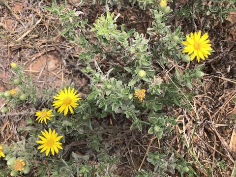 Image of <i>Heterotheca angustifolia</i> (Nutt.) Shinners