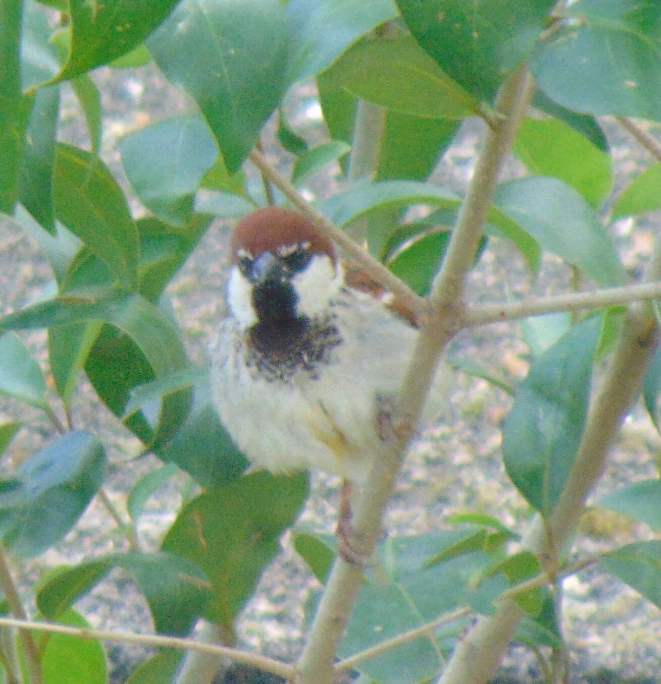 Image of Italian Sparrow