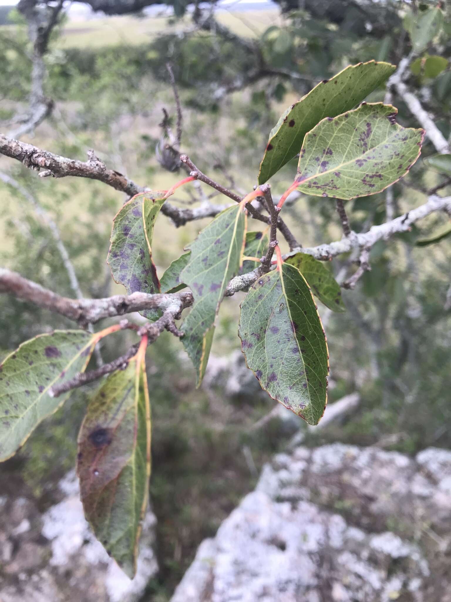 Image of Xylosma tweediana (Clos) Eichler