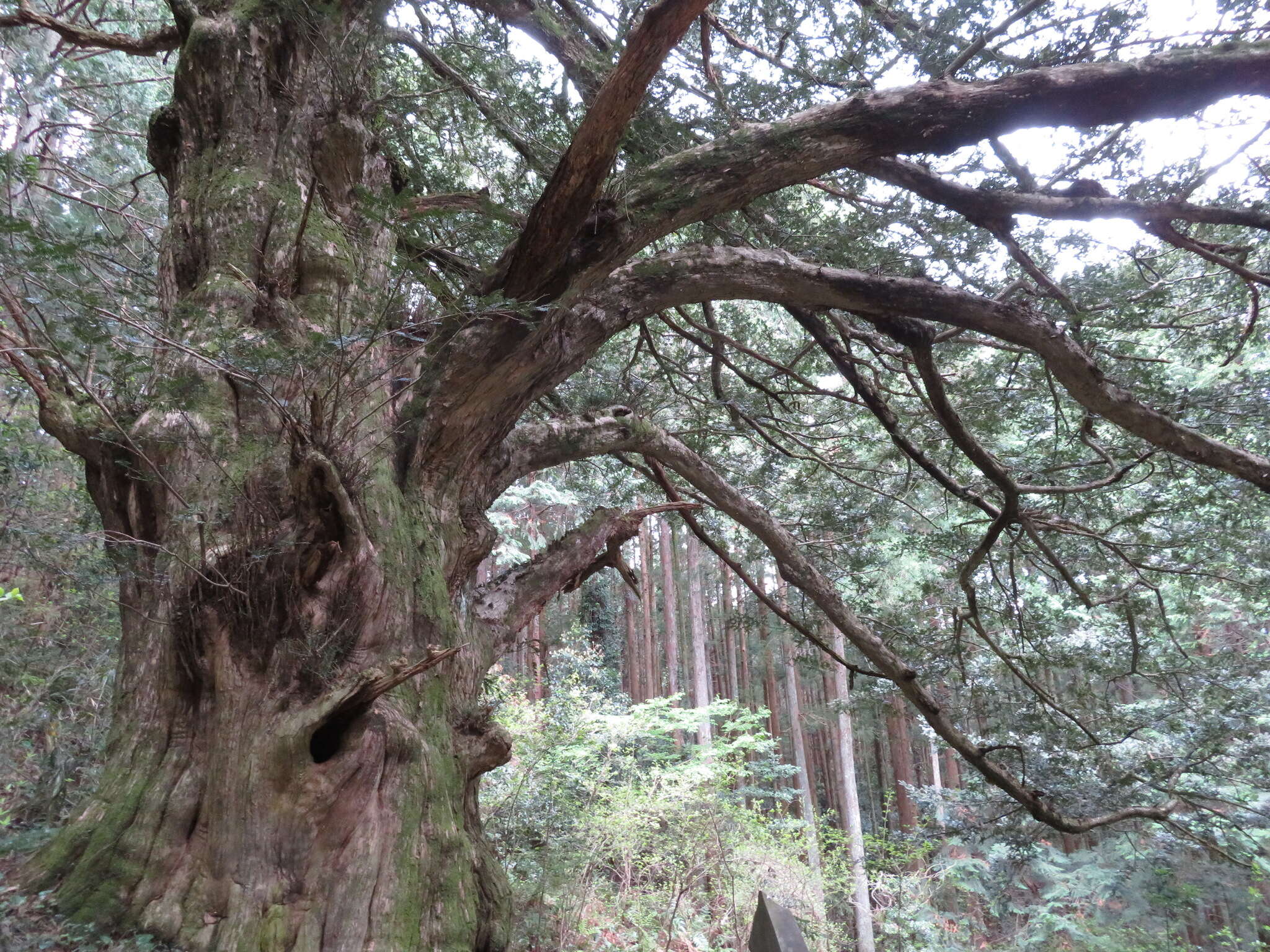 Image of Japanese Nutmeg Tree