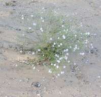 Image of whiteflower ipomopsis