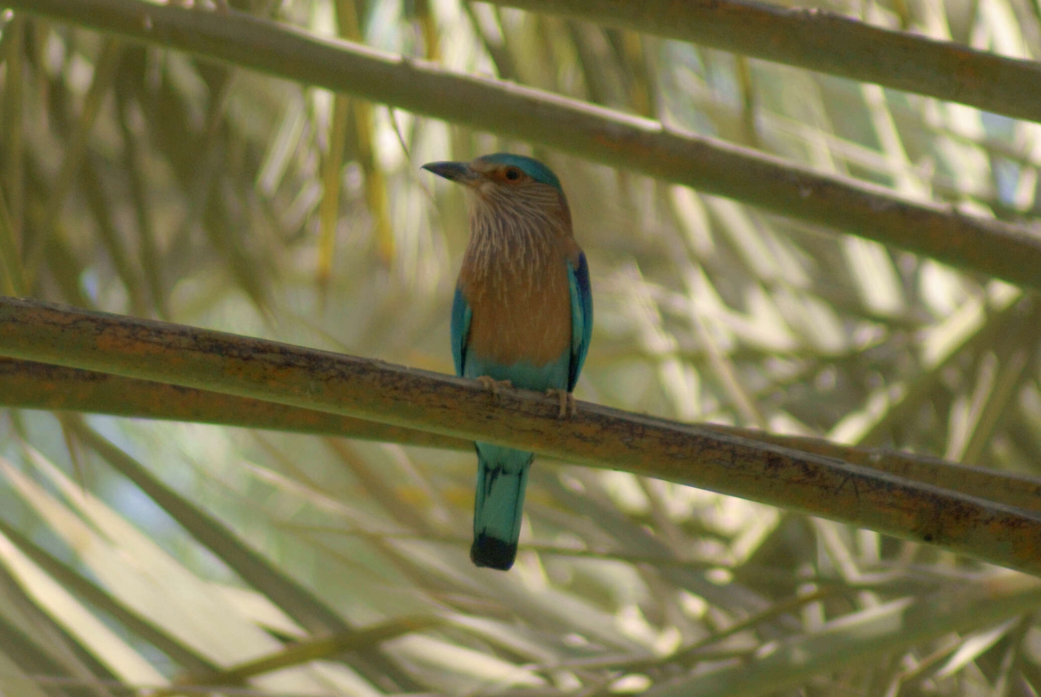 Image of Indian Roller