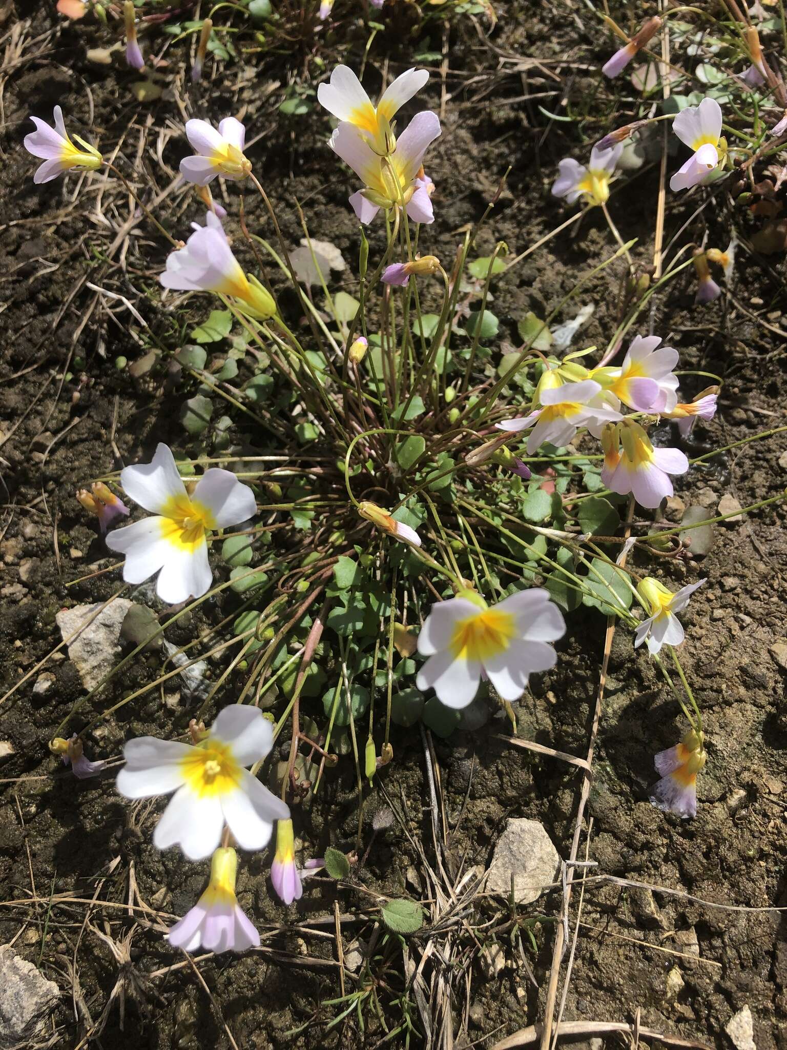 Imagem de Leavenworthia alabamica Rollins