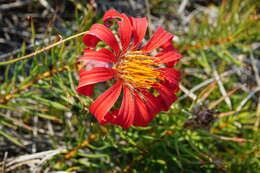 Image of Mutisia subulata rosmarinifolia (P. & E.) Cabrera