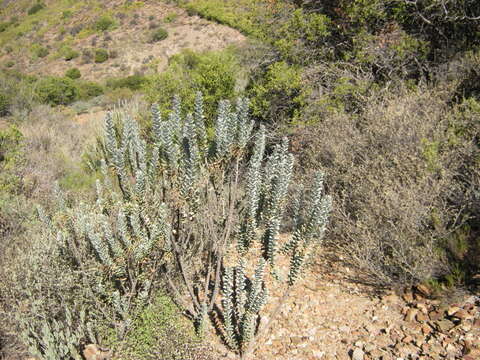 Image de Euryops lateriflorus (L. fil.) Less.