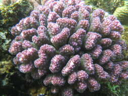 Sivun Pocillopora verrucosa (Ellis & Solander 1786) kuva